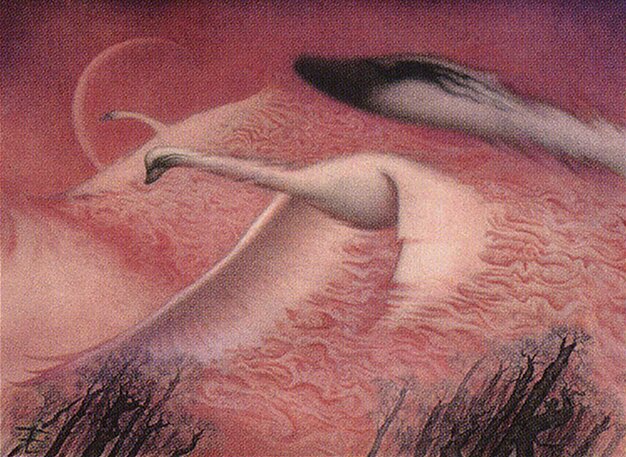 Swans of Bryn Argoll