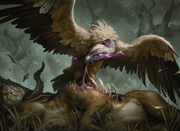 Gorging Vulture