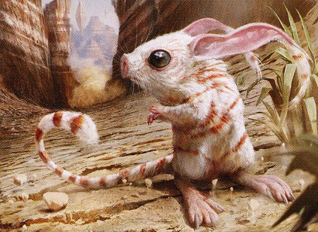 Canyon Jerboa