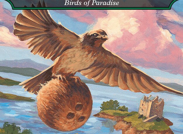 Birds of Paradise // Birds of Paradise