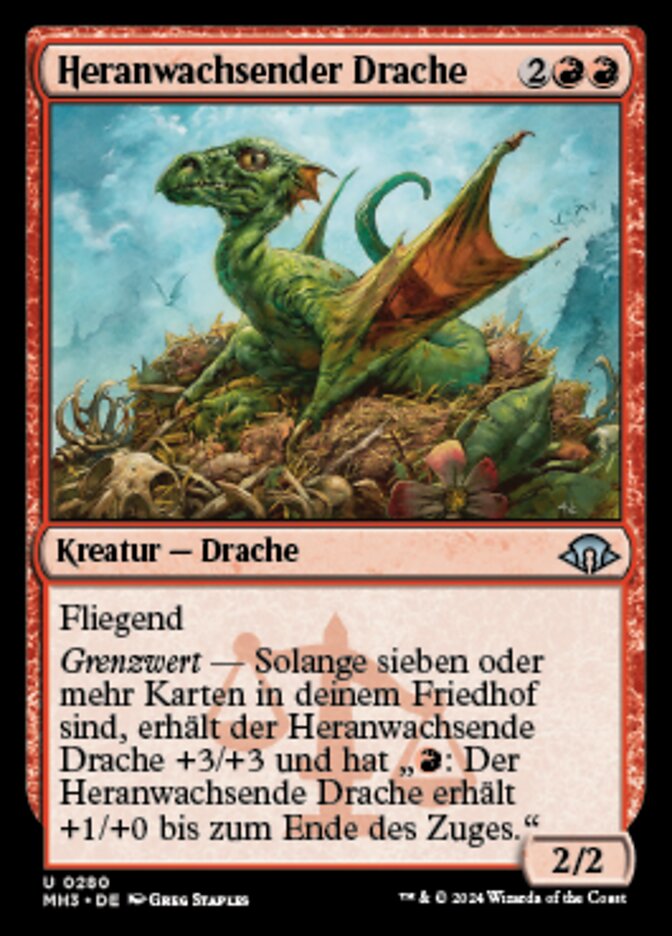 Heranwachsender Drache