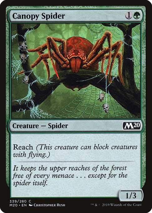 Araignée de la canopée|Canopy Spider