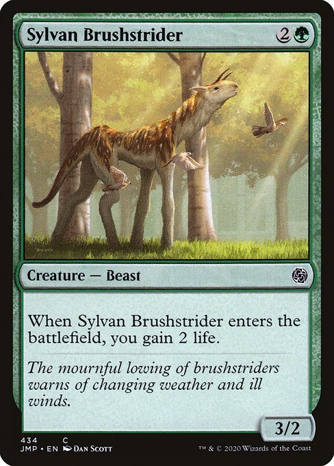 Enjambeur de broussailles sylvestre|Sylvan Brushstrider