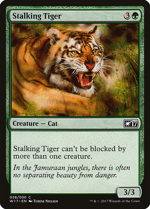 Tigre en chasse|Stalking Tiger