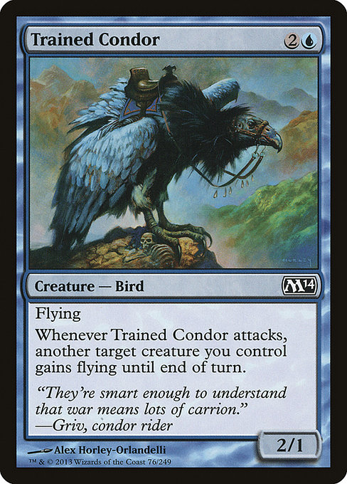 Condor dressé|Trained Condor