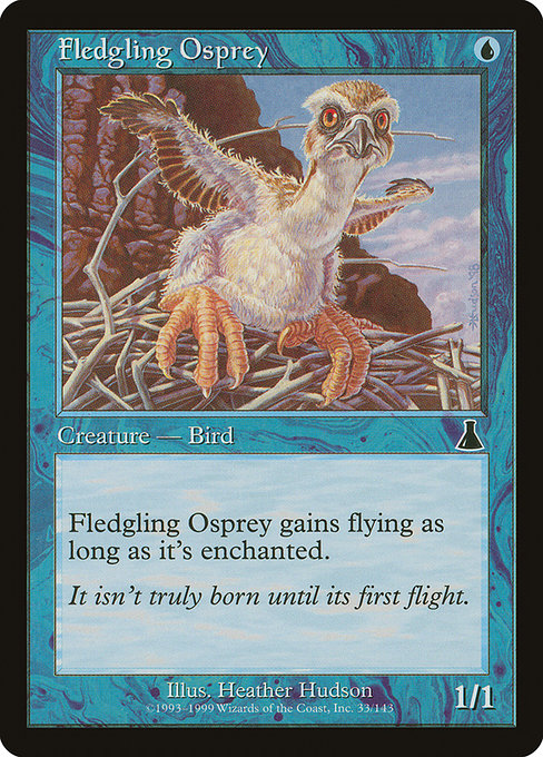 Oisillon Balbuzard|Fledgling Osprey