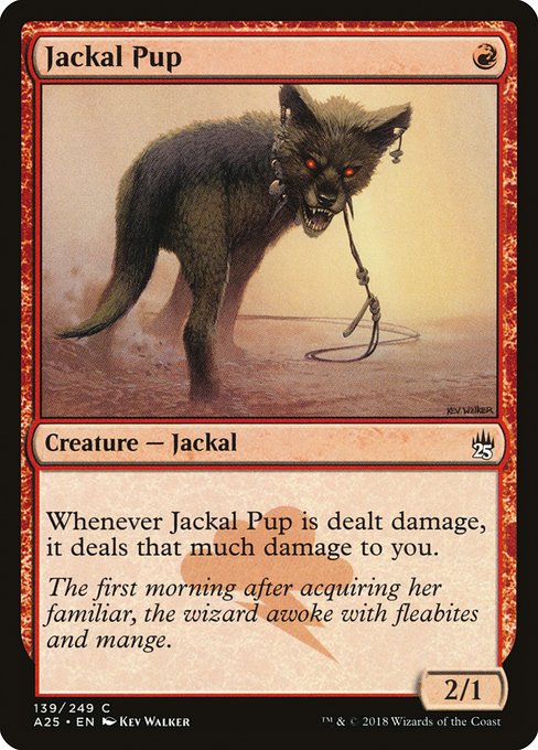 Bébé chacal|Jackal Pup