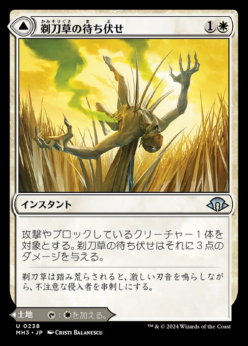 剃刀草の待ち伏せ