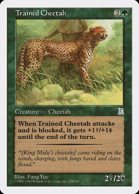 Trained Cheetah (ptk) 154