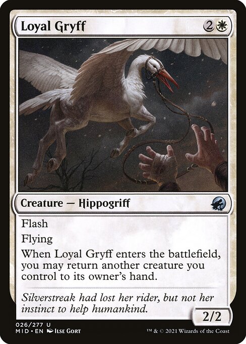 Loyal Gryff (Innistrad: Midnight Hunt #26)