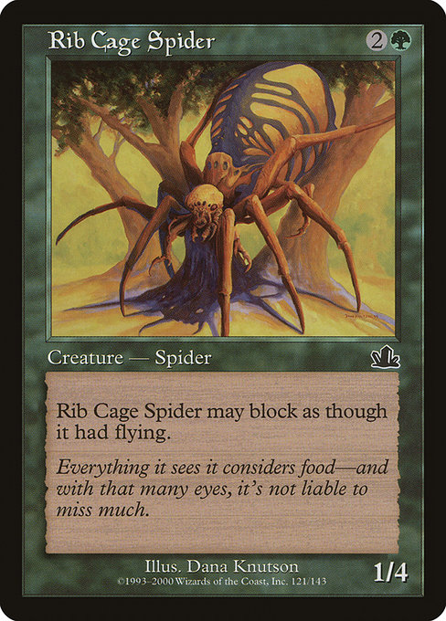 Araignée thorax|Rib Cage Spider