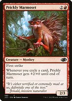 Prickly Marmoset