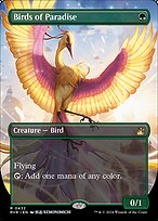 Birds of Paradise